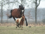 HORSE AND PONY