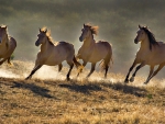 WILD HORSES RUNNING FREE