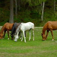 GRAZING HORSES