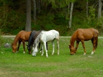 GRAZING HORSES