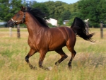 GALLOPING ARABIAN