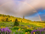 Spring Rainbow