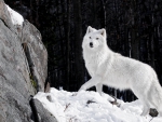 white wolf