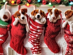 Puppy Stockings  F5Cmp