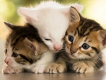Three Kittens.