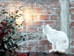 White Cat