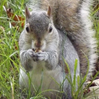 Feeding Grey Squirrel In Green Park, London