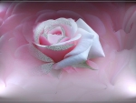 Delicate Rose