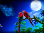 A Parrot's Moon