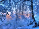 Winter's Beauty