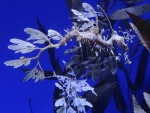 sea dragon