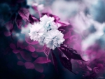 Purple Nature