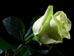 Green Rose