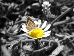 daisy and butterfly