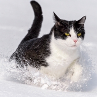 Cat Running through the Snow