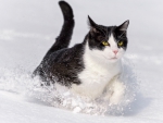 Cat Running through the Snow
