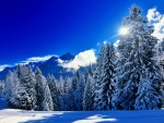 Winter landscape