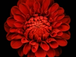 Red Flower