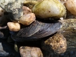 The Little Mussel That Couldn't
