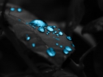 Water Drops