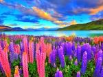 LUPIN FIELDS