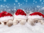 Three Kitten in Christmas Hats
