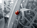 B&W Ladybug