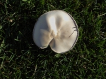 mushroom rare shapped