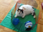 Cat in the hamster cage