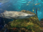 Shark,Ripleys Aquarium,Toronto,On