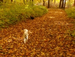 an autumn walk