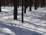 winter forest
