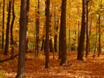 AUTUMN FOREST