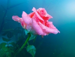 One Pink Rose