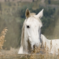 WHITE HORSE