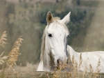 WHITE HORSE