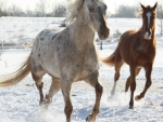 HORSES PLAYING IN THE SNOW
