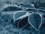Frozen Leves