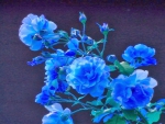Blue roses