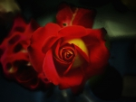 RED ROSE