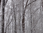 winter forest