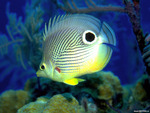 Reef Fish