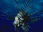 Lion Fish