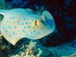 Sting Ray