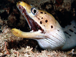Moray Eel