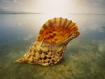 Large Seashell