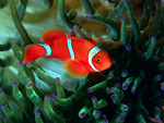 Clown Fish