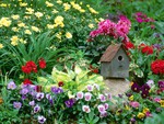 Bird House Garden