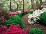 Azalea Gardens