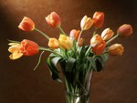 Soft Apricot Tulips